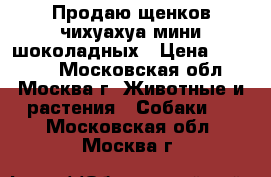 Продаю щенков чихуахуа мини шоколадных › Цена ­ 60 000 - Московская обл., Москва г. Животные и растения » Собаки   . Московская обл.,Москва г.